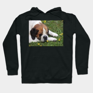 Sleeping or Smelling the Dandelions? Hoodie